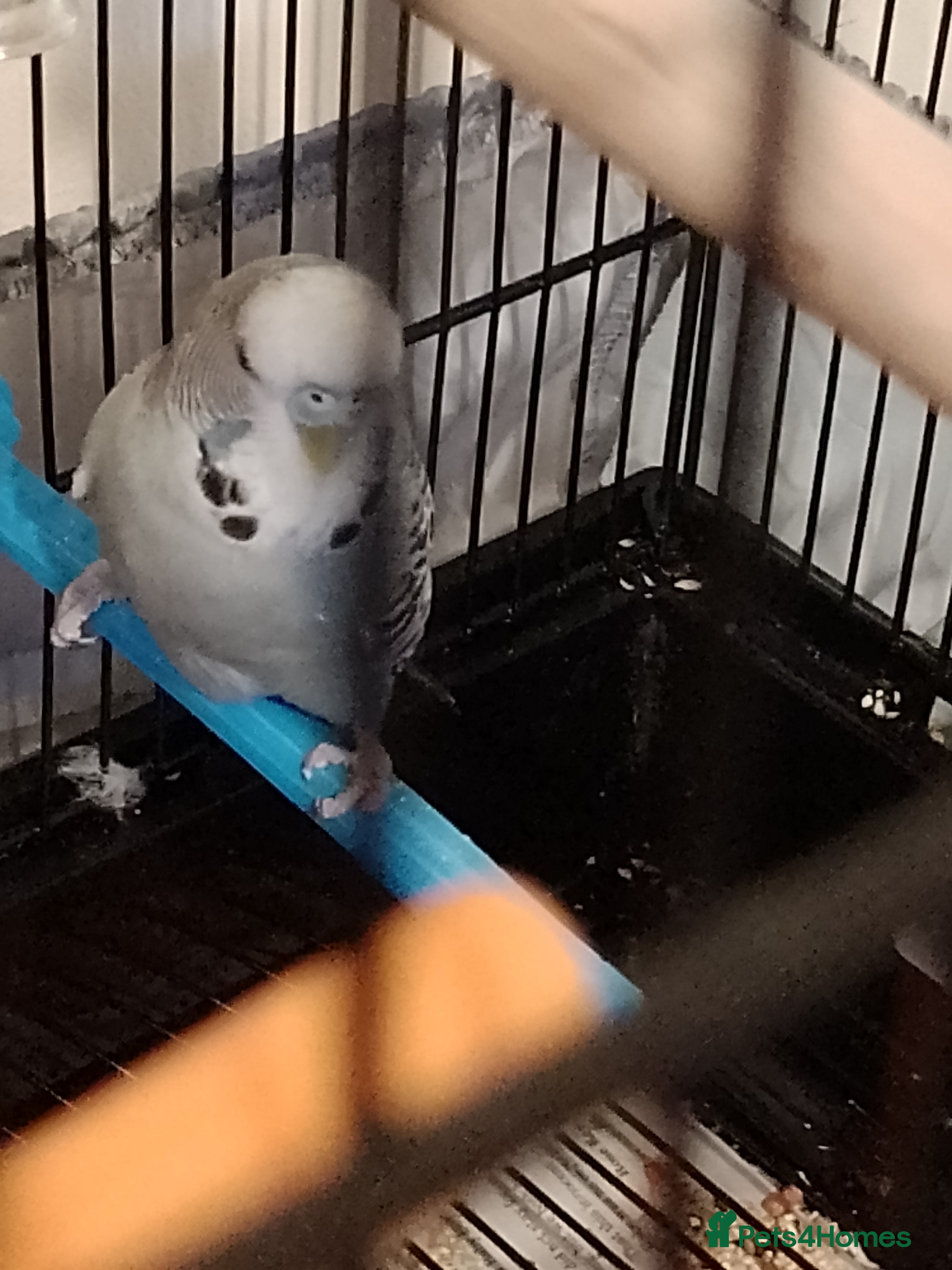 Budgerigars birds Young Grey Budgie with cage on stand - Advert 2