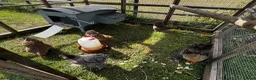 Chickens poultry for sale: POL Hens, Hatching eggs, and day old chicks  - Advert 6