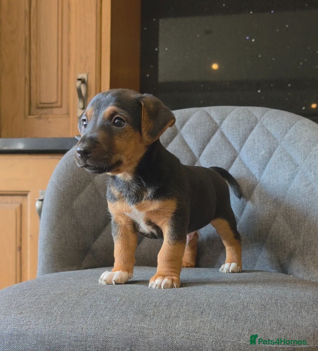 Jack Russell dogs Traditional Working Jack Russell Pups  - Advert 2