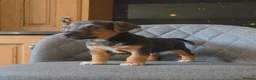 Jack Russell dogs for sale: Traditional Working Jack Russell Pups  - Advert 2