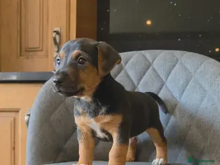 Jack Russell dogs Traditional Working Jack Russell Pups - Advert 2