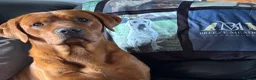 Labrador Retriever dogs for sale: KC Litter of Labradors  - Advert 7