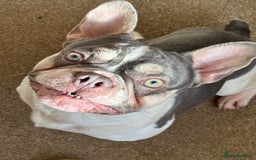 French Bulldog dogs for sale: Still looking for a new home RFG health tested boy - Image 8