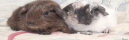 Guinea Pig rodents for sale: MEADOW SIDE CAVIES BABY GUINEA PIGS HEREFORDSHIRE  - Advert 31