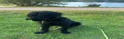 Giant Schnauzer dogs for sale: Kodie Boy available  - Advert 4