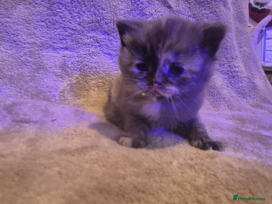 Scottish Fold cats for sale: Tica registered, parents pkd clear - Advert 4