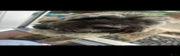 Cavapoo dogs for sale: Teddy the Cavapoo in Sunderland - Advert 2