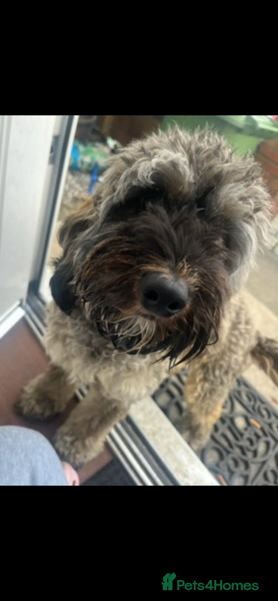 Cavapoo dogs for sale: Teddy the Cavapoo in Sunderland - Advert 2