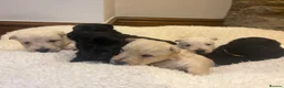 Scottish Terrier dogs for sale: Gorgeous Scottie pups  - Advert 10