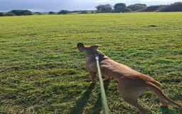 Mixed Breed dogs for sale: Surluki bull is  - Image 3