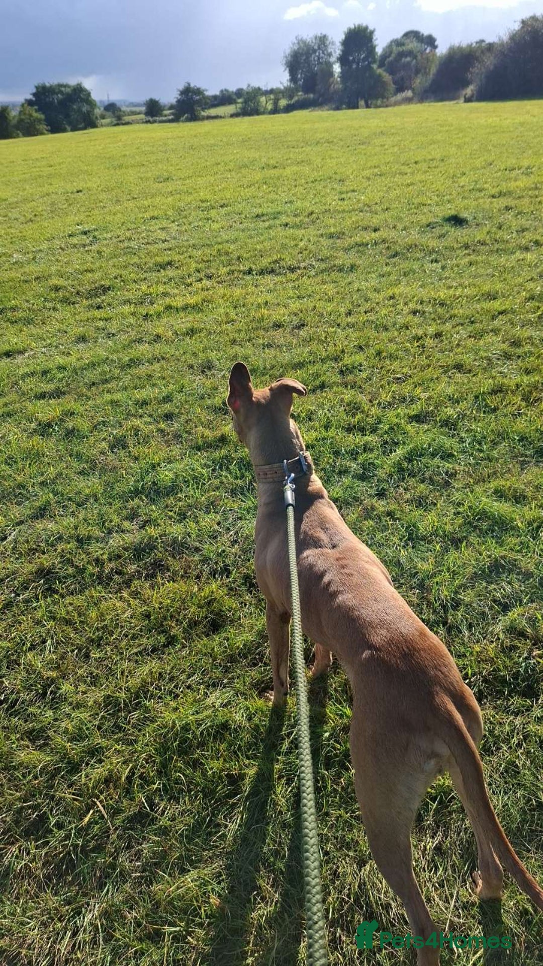 Mixed Breed dogs for sale: Surluki bull is  - Image 3