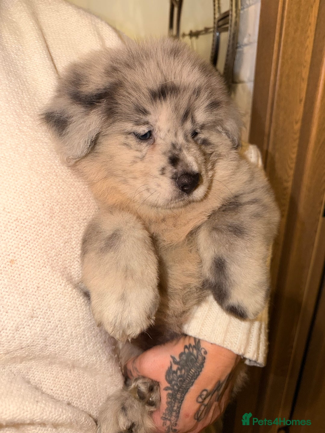 Mixed Breed dogs for sale: 🧸CHOW SHEPHERDS🧸 little bears ready now! - Advert 11