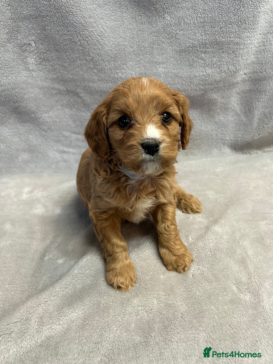 Cavapoochon dogs for sale: Gorgeous red female cavapoochon  - Advert 3