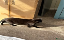 British Shorthair cats for sale: 2 beautiful kittens. Indoor only. Ideal go 2gether - Image 5