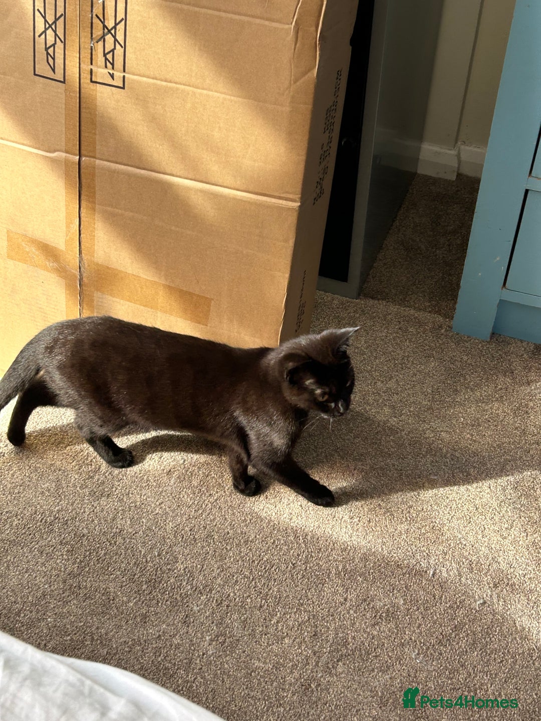 British Shorthair cats for sale: 2 beautiful kittens. Indoor only. Ideal go 2gether - Image 5