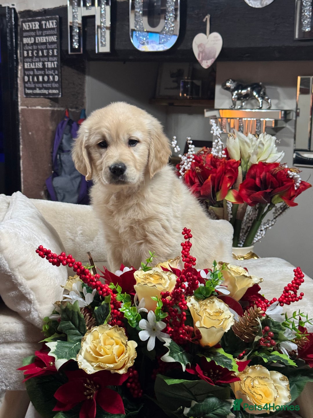 Golden Retriever dogs for sale: 10 gorgeous kc reg golden retriever puppies  - Advert 5