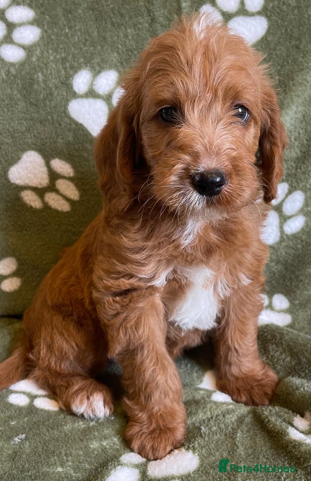 Labradoodle dogs for sale: Stunning deep red F1 labradoodles - Image 9