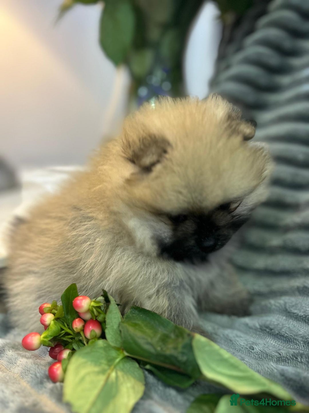 Pomeranian dogs for sale: Show quality tiny beautiful show stopper poms 💙🩷 - Advert 15