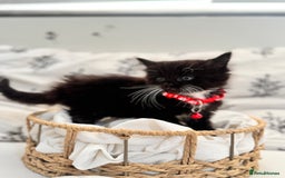 Ragdoll cats for sale: CUTE AND PLAYFUL HALF RAGDOLL KITTENS  - Image 2