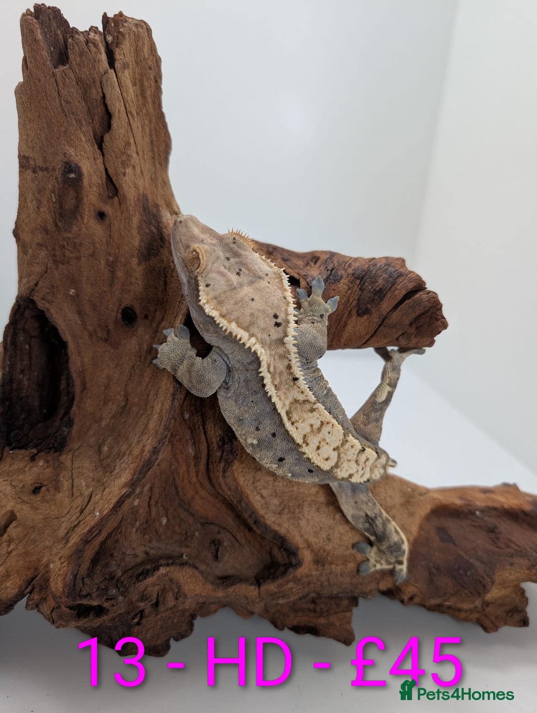 Gecko reptiles for sale: Adult Crested Geckos - Advert 13