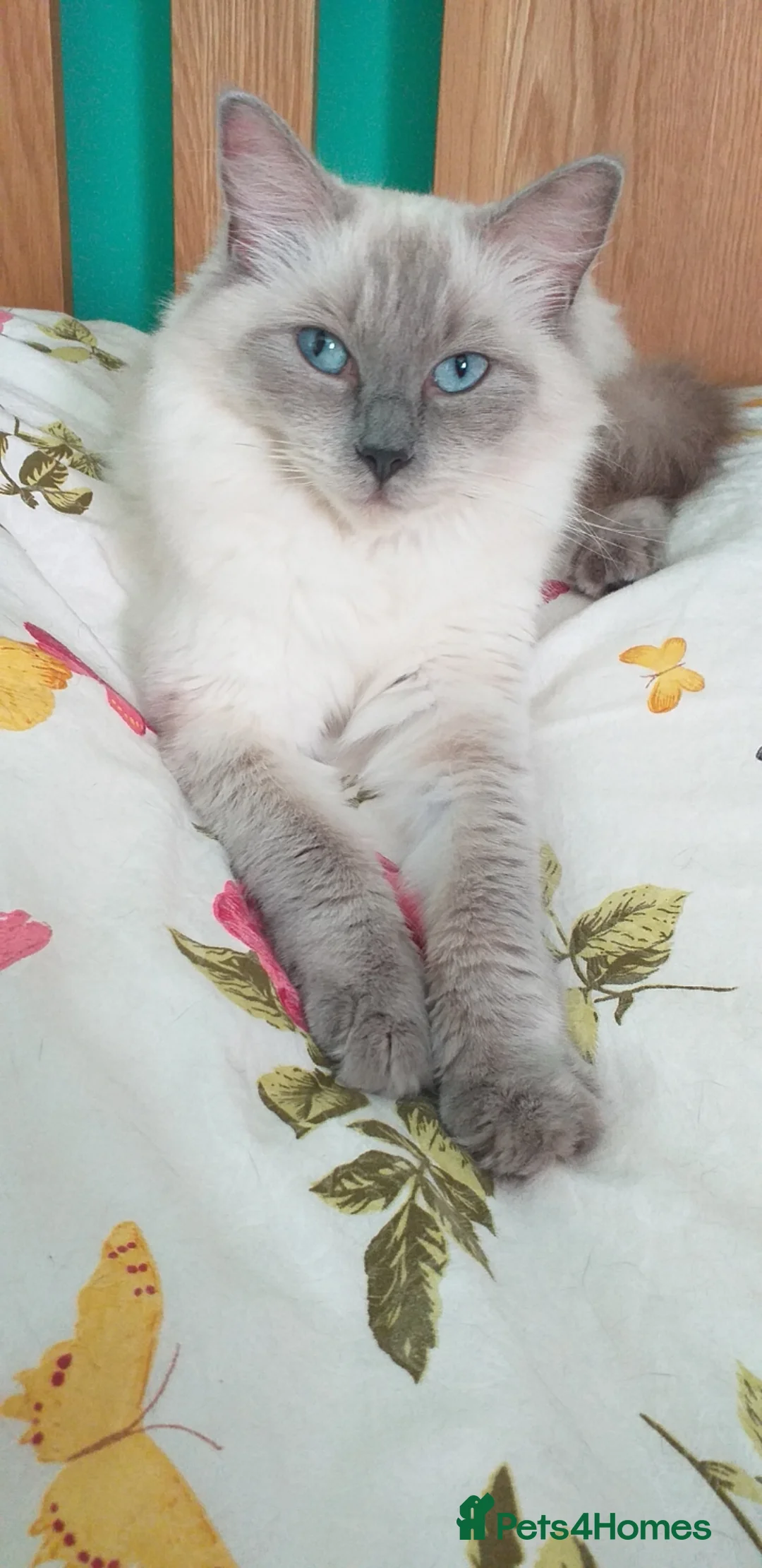 Ragdoll cats for sale: Beautiful Ragdoll Kittens - Advert 12