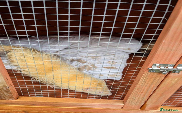 Ferret rodents - Advert 1