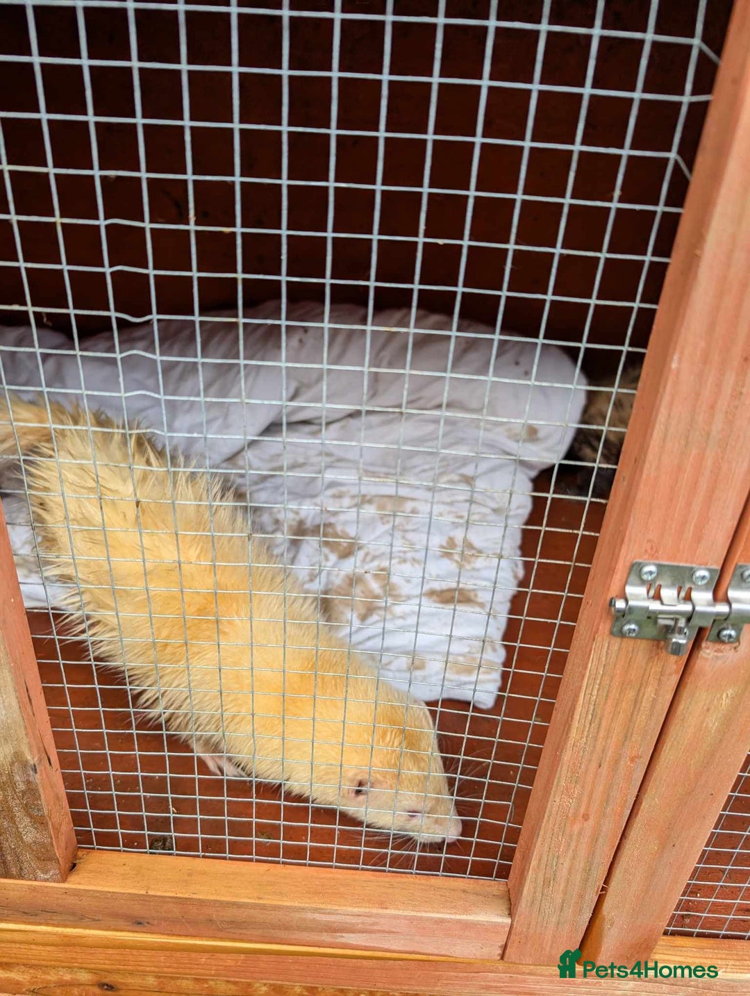 Ferret rodents for sale: Ferrets - Image 1