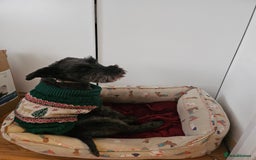 Miniature Schnauzer dogs for sale: Shadow - Image 1