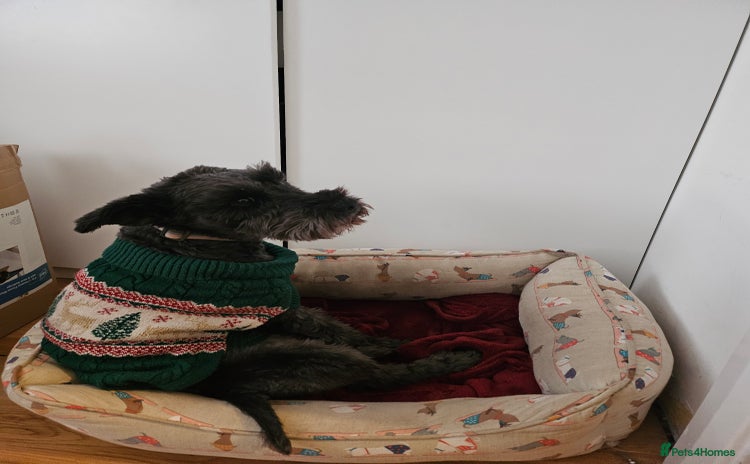 Miniature Schnauzer dogs - Advert 1