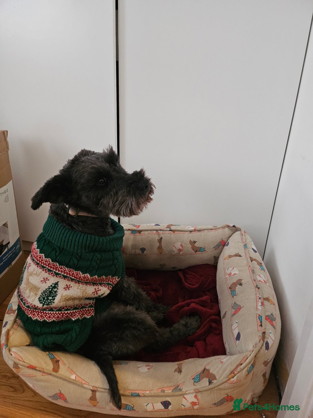 Miniature Schnauzer dogs for sale: Shadow - Image 1