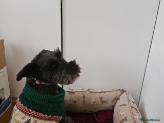 Miniature Schnauzer dogs for sale - Advert 1