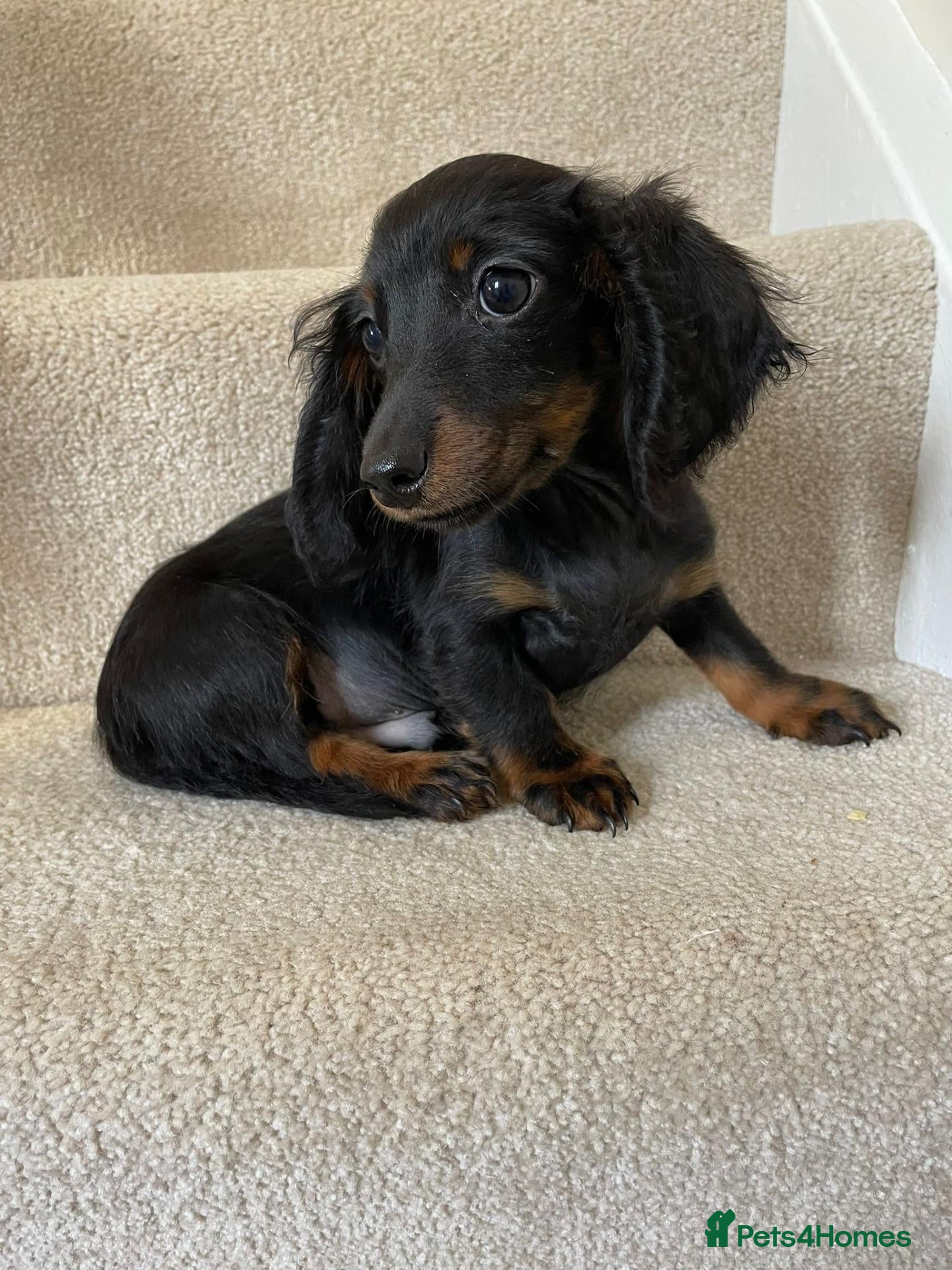 Miniature Dachshund dogs Long hair Miniature dachshund boy - Advert 18