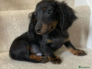 Miniature Dachshund dogs Long hair Miniature dachshund boy - Advert 18