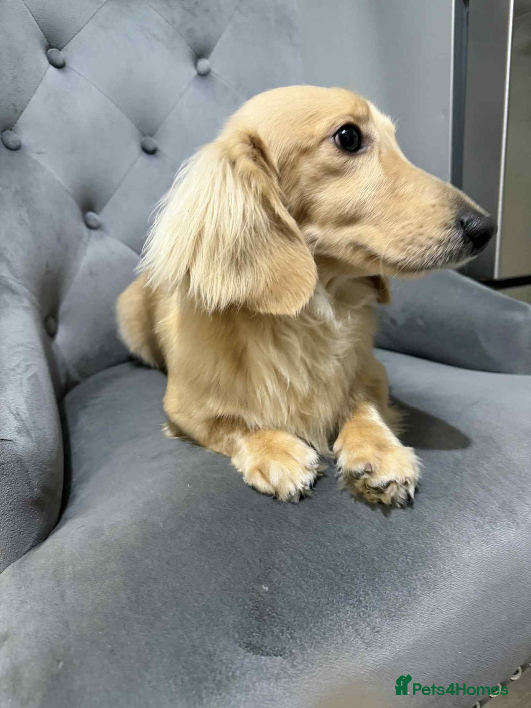 Miniature Dachshund dogs for stud: Miniature male Dachshund for stud  - Advert 4