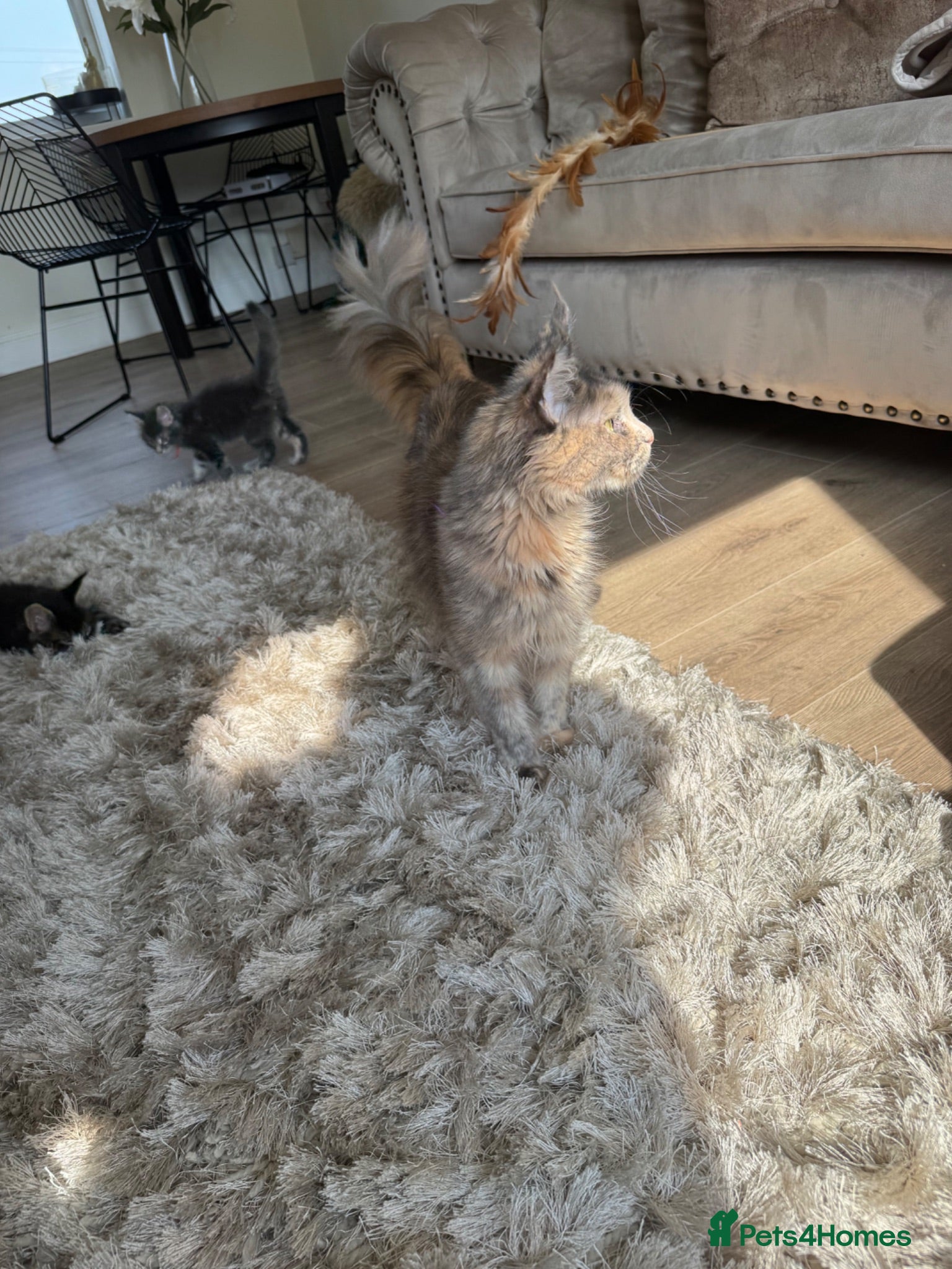 Maine Coon cats Retired Maine coon queen TICA reg - Advert 2