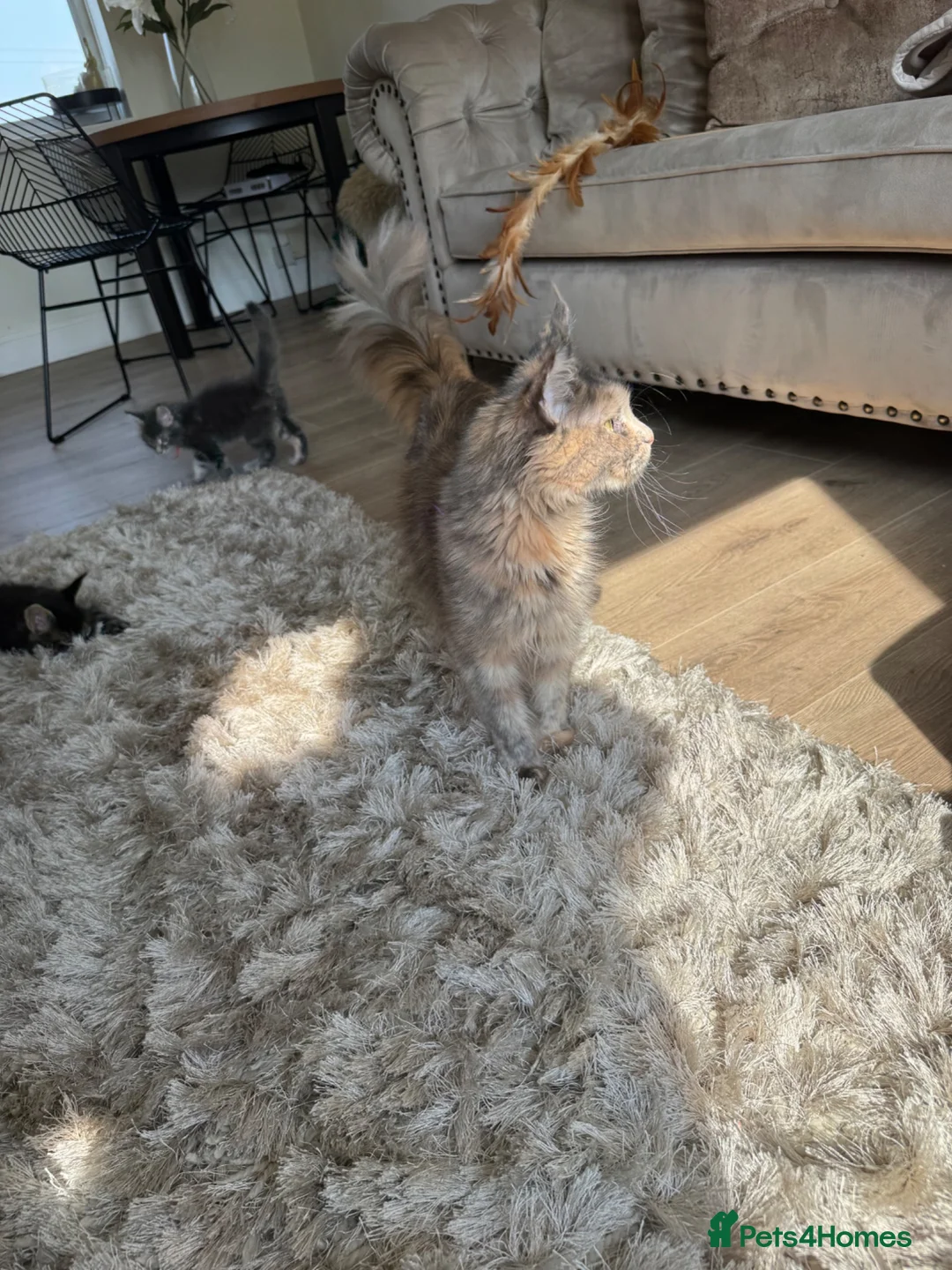 Maine Coon cats for sale: Retired Maine coon queen TICA reg - Advert 2