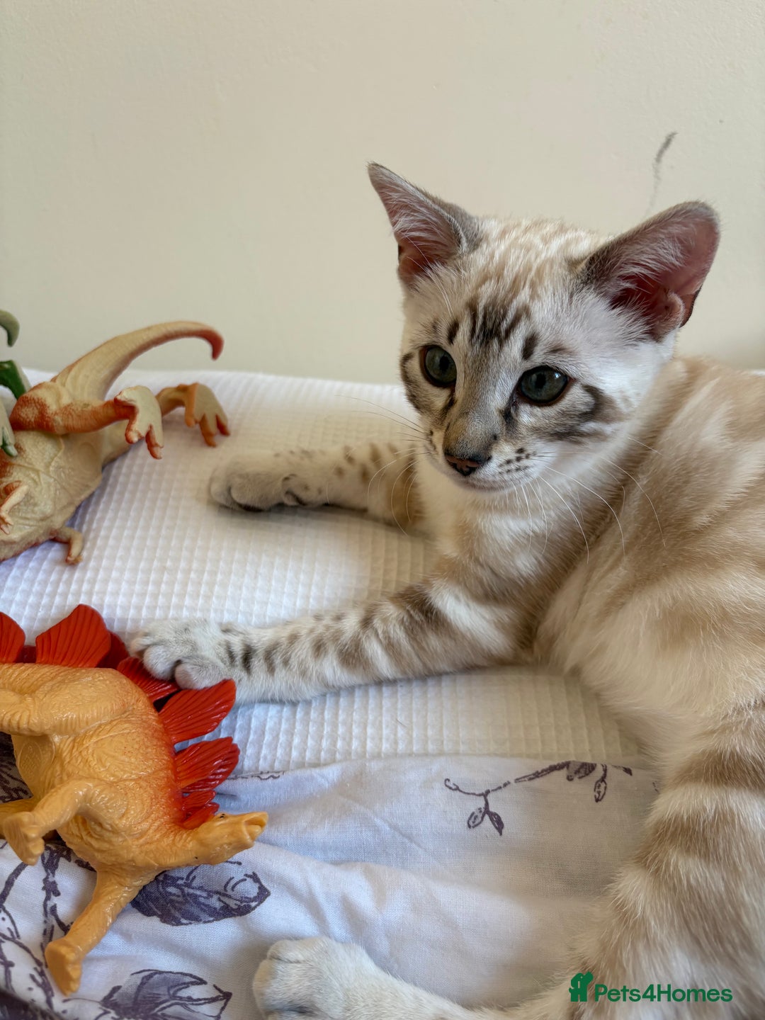 Bengal cats for sale: Snow Lynx Bengal - Image 4