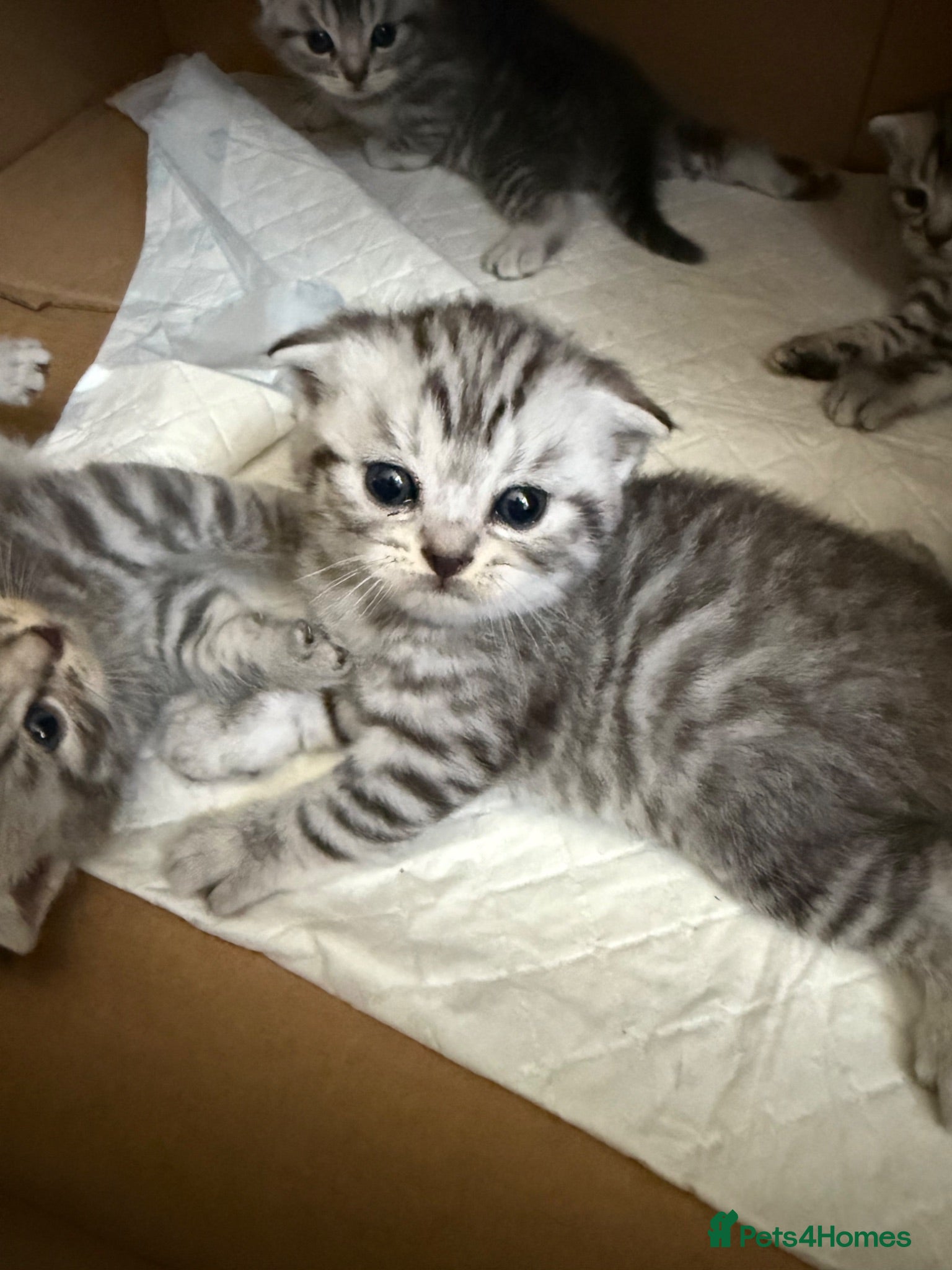 British Shorthair cats Straight/fold ears tabby kittens - Advert 3