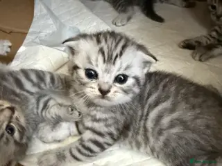 British Shorthair cats Straight/fold ears tabby kittens - Advert 3