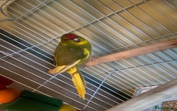 Parakeets birds for sale: Female kakariki - Image 2