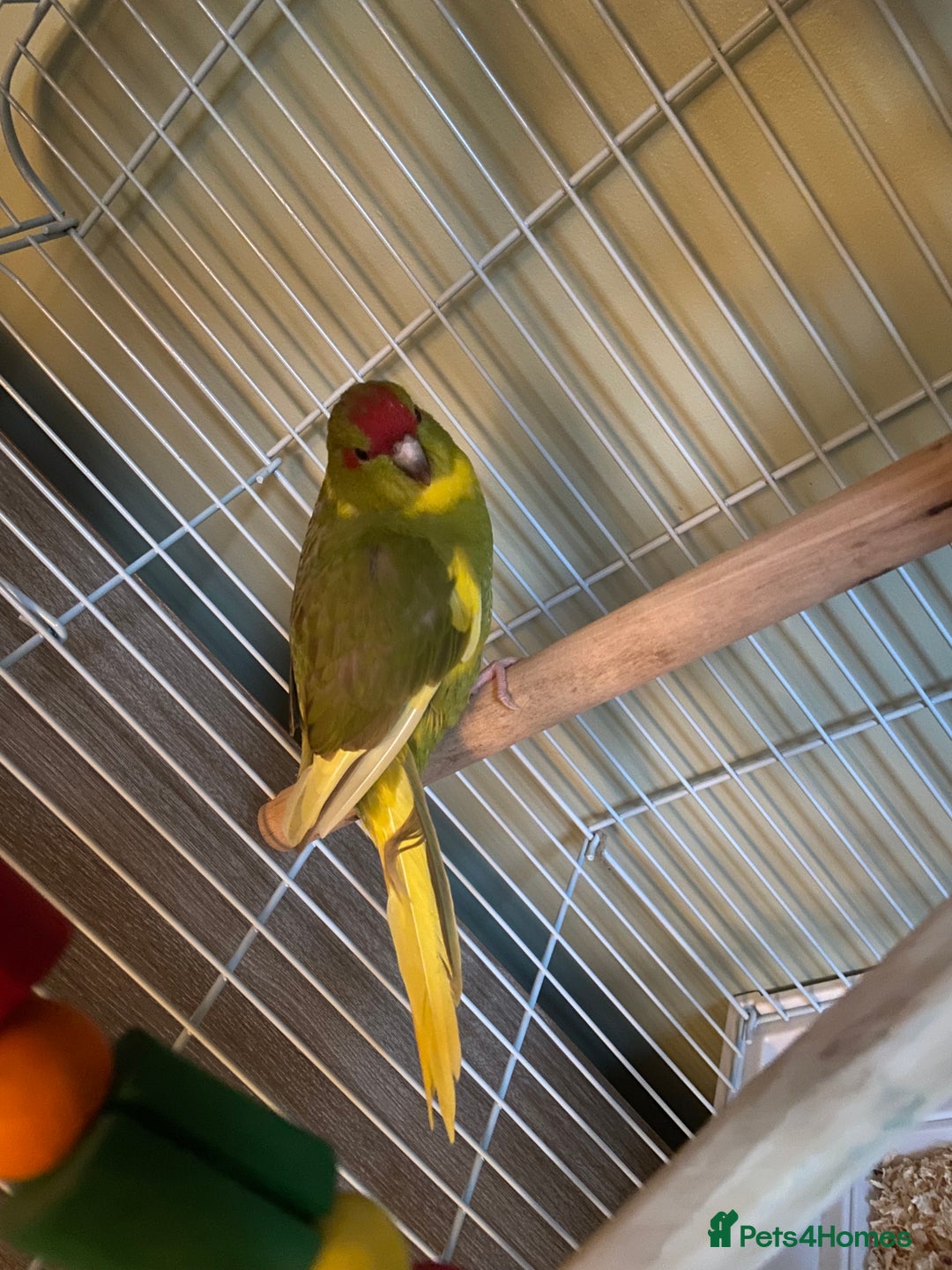 Parakeets birds for sale: Female kakariki - Image 2
