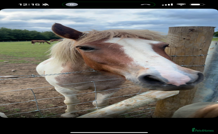 Dartmoor horses - Advert 1