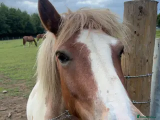 Dartmoor horses Dartmoor Hill Pony - Advert 1