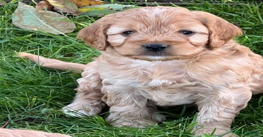 Cockapoo dogs - Advert 3