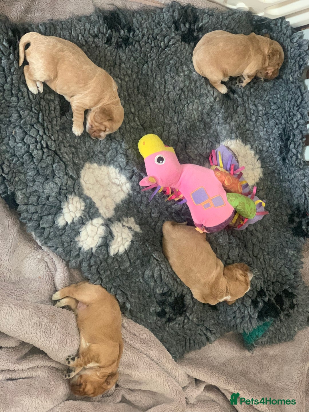 Cocker Spaniel dogs for sale: KC Registered Quality Show Type Cocker Puppies   - Image 17