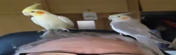 Cockatiels birds for sale: 2x cocktails, large cage & food for sale  in Maidstone - Advert 5