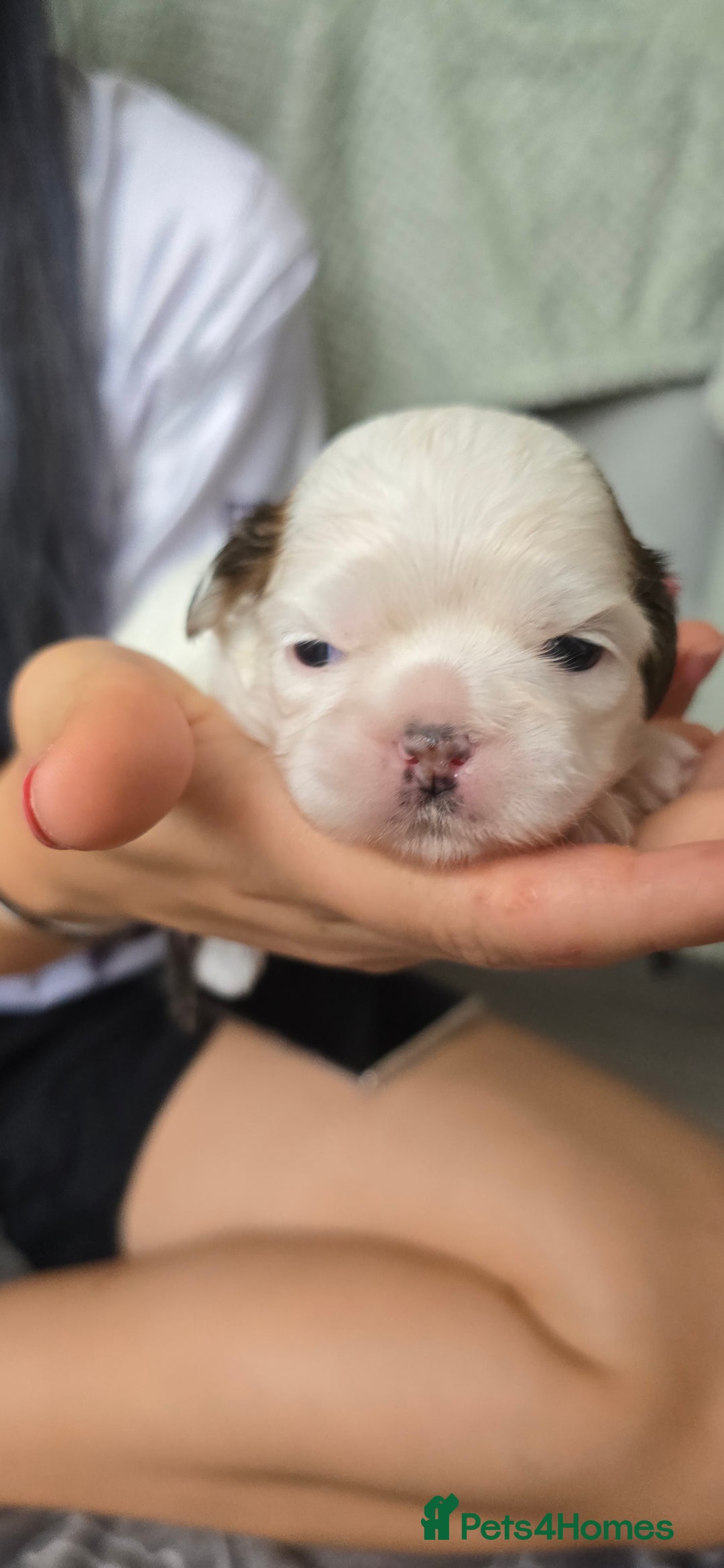 Shih Tzu dogs for sale: Puppies for reservation / sale  - Image 24