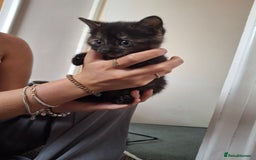 Ragdoll cats for sale: 3 ragdoll cross kittens  - Image 3