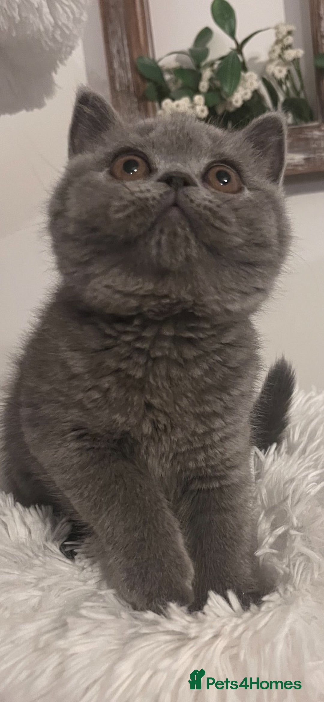 British Shorthair cats for sale: British shorthair kittens  - Advert 2