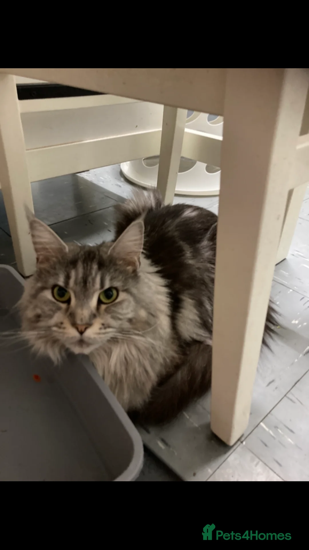 Maine Coon cats for sale: Silver Tabby Maine coon kittens - Advert 2